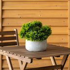 Centre de table extérieure - Boules succulentes